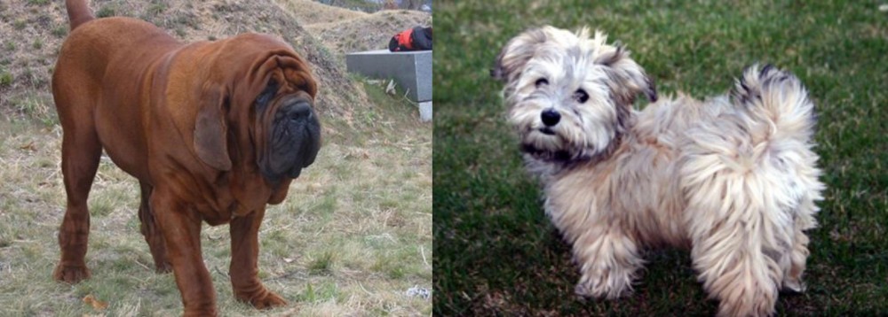 Havapoo vs Korean Mastiff - Breed Comparison