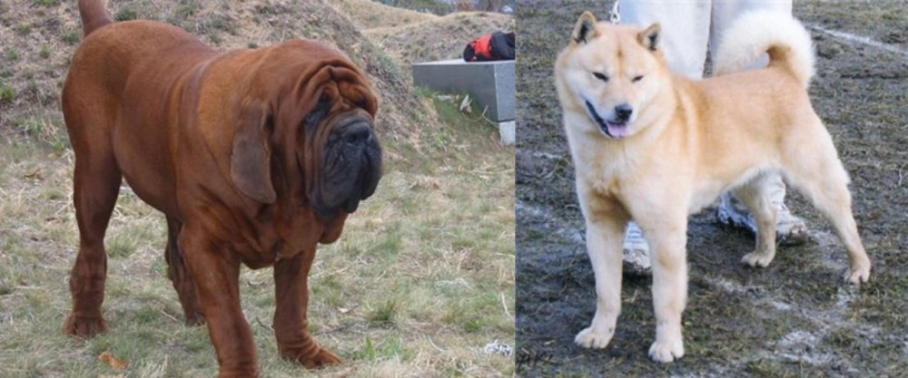 Hokkaido vs Korean Mastiff - Breed Comparison