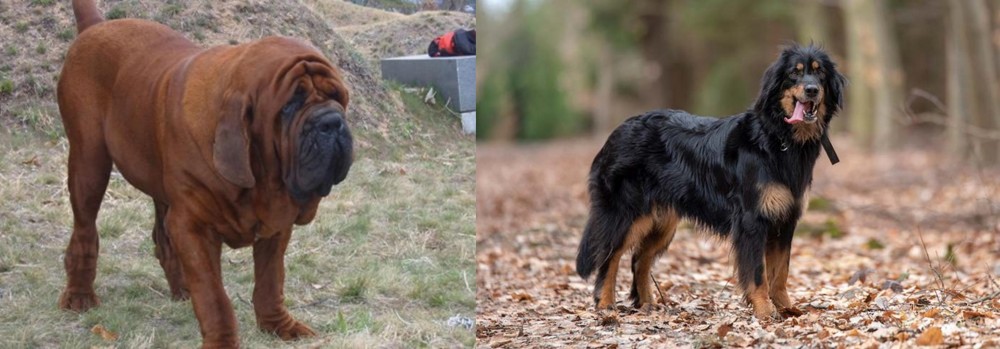 Hovawart vs Korean Mastiff - Breed Comparison