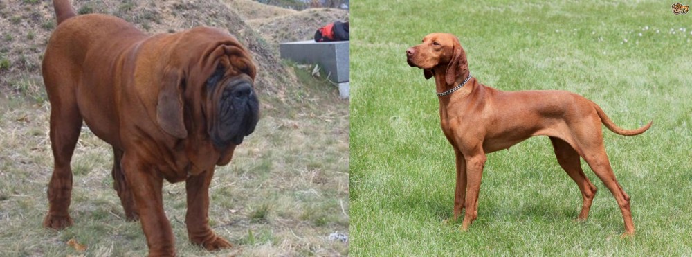 Hungarian Vizsla vs Korean Mastiff - Breed Comparison