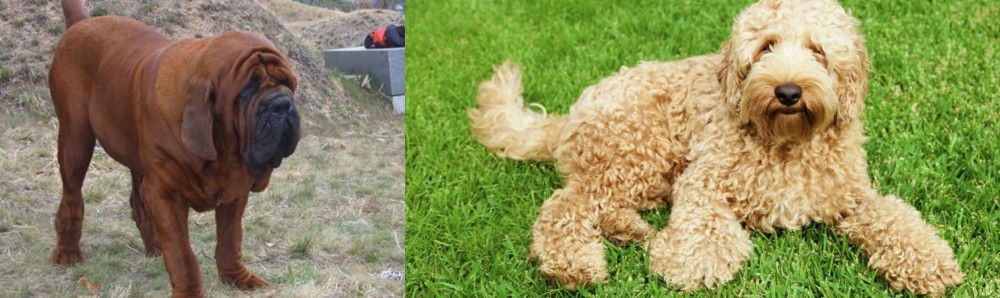 Labradoodle vs Korean Mastiff - Breed Comparison