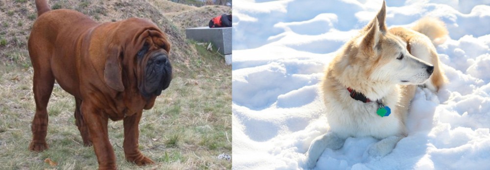 Labrador Husky vs Korean Mastiff - Breed Comparison