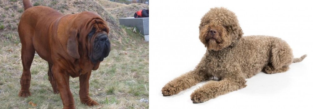Lagotto Romagnolo vs Korean Mastiff - Breed Comparison