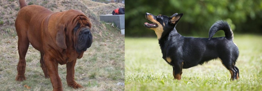 Lancashire Heeler vs Korean Mastiff - Breed Comparison