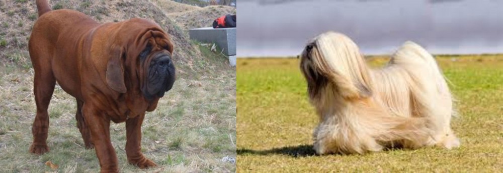 Lhasa Apso vs Korean Mastiff - Breed Comparison