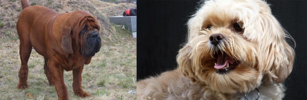 Lhasapoo vs Korean Mastiff - Breed Comparison