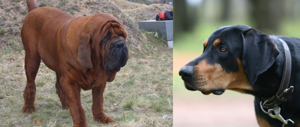 Lithuanian Hound vs Korean Mastiff - Breed Comparison