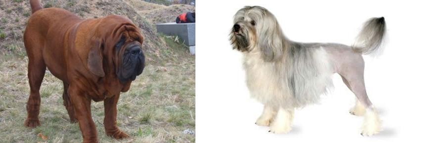 Lowchen vs Korean Mastiff - Breed Comparison