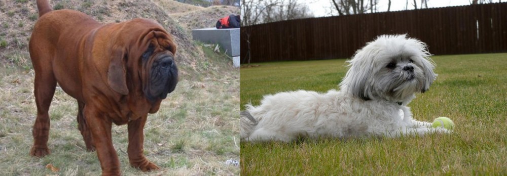 Mal-Shi vs Korean Mastiff - Breed Comparison