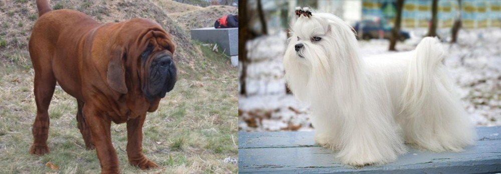 Maltese vs Korean Mastiff - Breed Comparison
