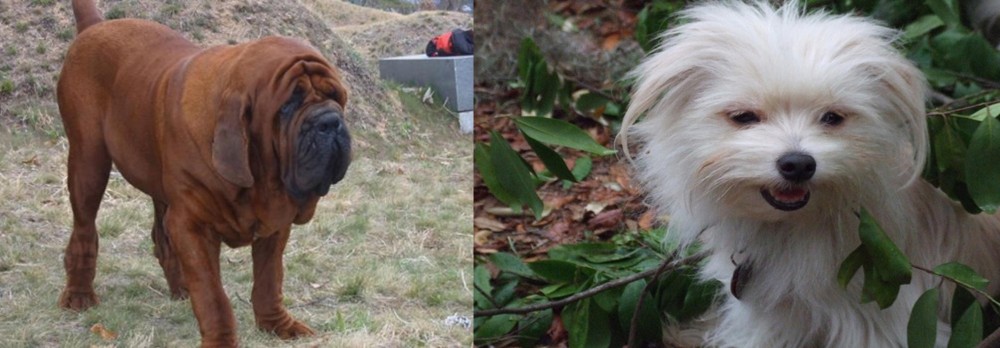 Malti-Pom vs Korean Mastiff - Breed Comparison