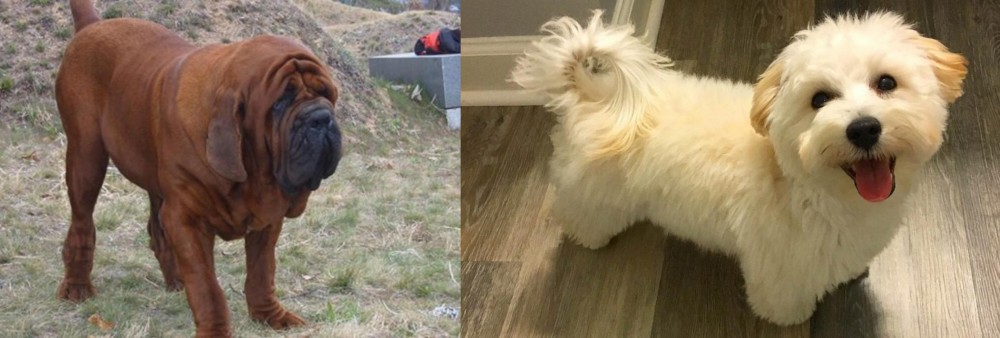 Maltipoo vs Korean Mastiff - Breed Comparison