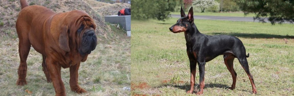 Manchester Terrier vs Korean Mastiff - Breed Comparison