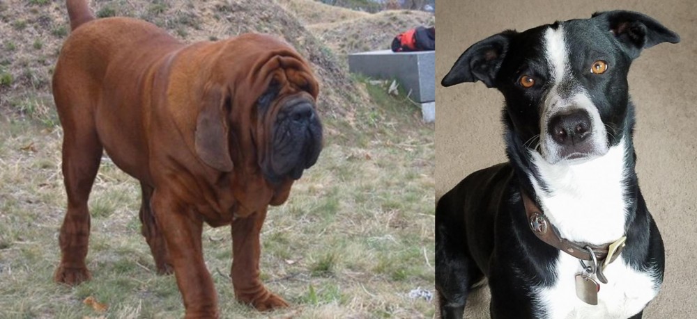 McNab vs Korean Mastiff - Breed Comparison