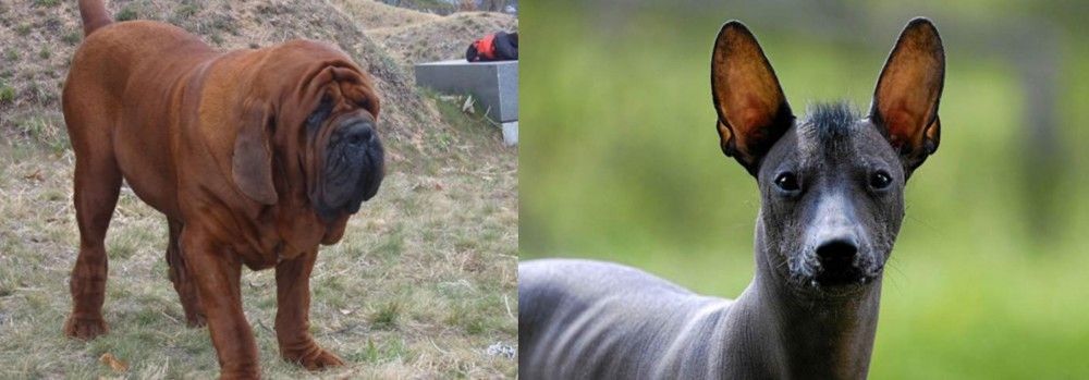 Mexican Hairless vs Korean Mastiff - Breed Comparison