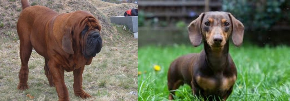 Miniature Dachshund vs Korean Mastiff - Breed Comparison