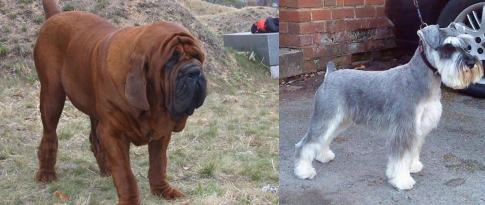 Miniature Schnauzer vs Korean Mastiff - Breed Comparison