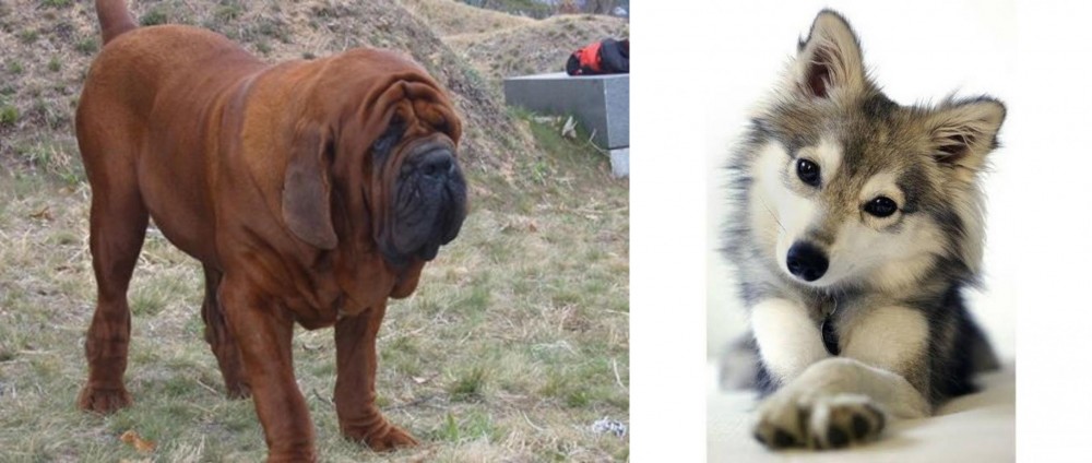 Miniature Siberian Husky vs Korean Mastiff - Breed Comparison
