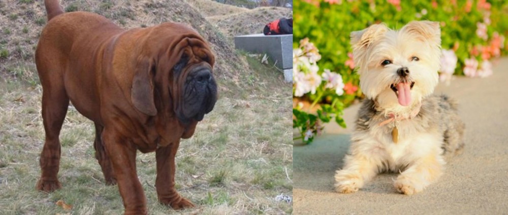 Morkie vs Korean Mastiff - Breed Comparison