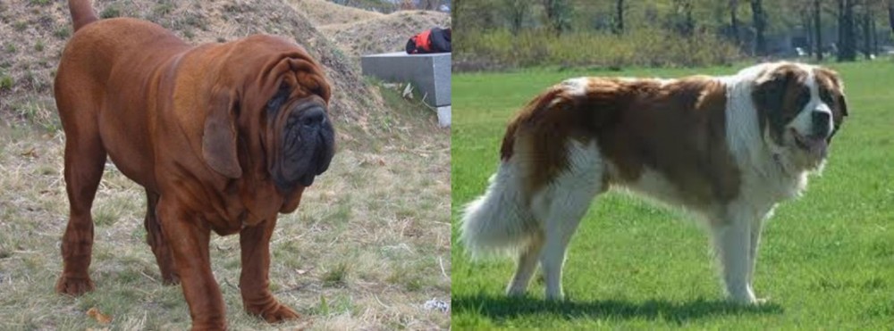 Moscow Watchdog vs Korean Mastiff - Breed Comparison