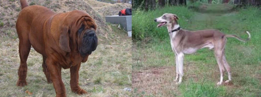 Mudhol Hound vs Korean Mastiff - Breed Comparison
