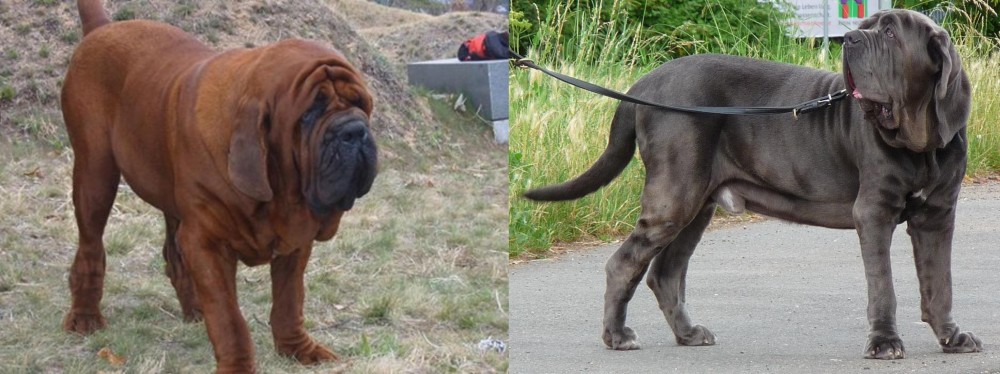 Neapolitan Mastiff vs Korean Mastiff - Breed Comparison