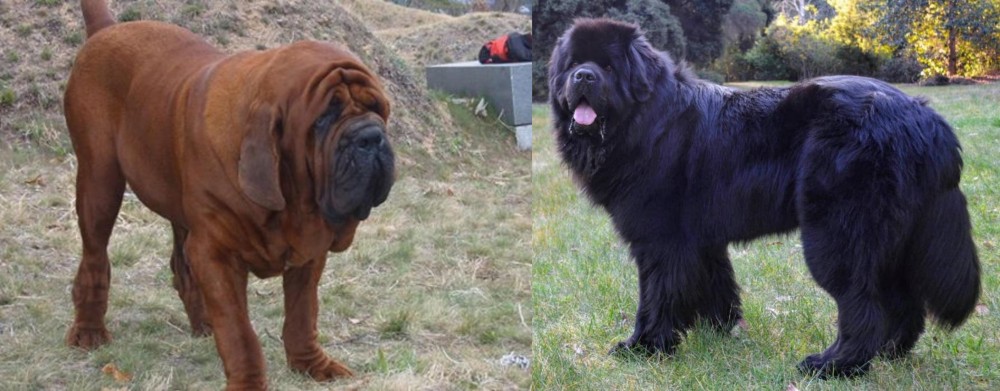 Newfoundland Dog vs Korean Mastiff - Breed Comparison