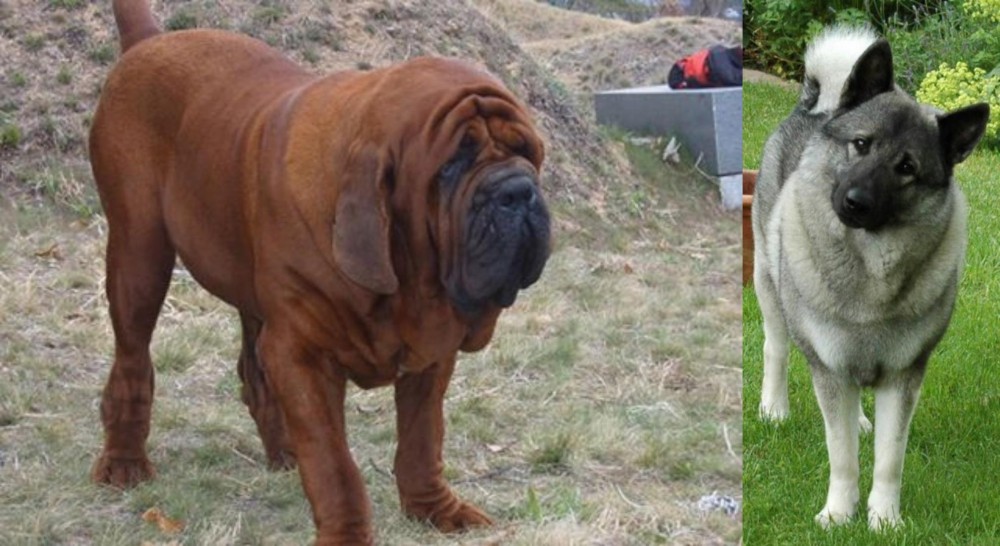 Norwegian Elkhound vs Korean Mastiff - Breed Comparison