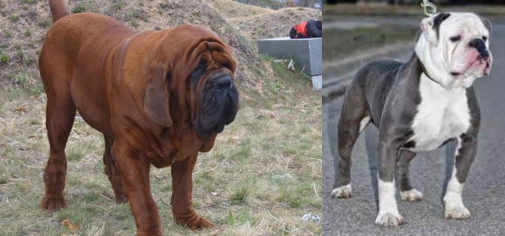 Old English Bulldog vs Korean Mastiff - Breed Comparison