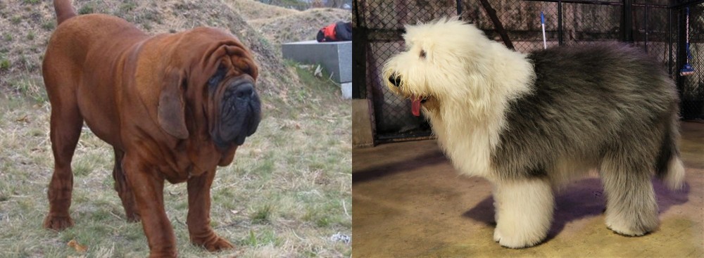 Old English Sheepdog vs Korean Mastiff - Breed Comparison