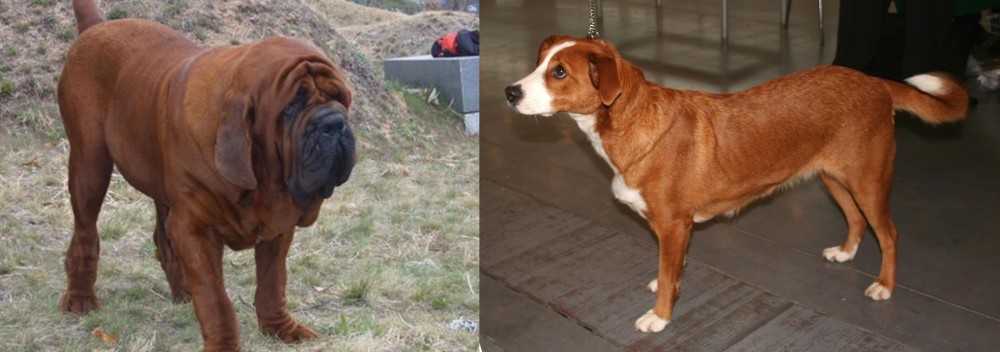 Osterreichischer Kurzhaariger Pinscher vs Korean Mastiff - Breed Comparison