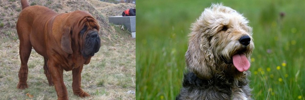 Otterhound vs Korean Mastiff - Breed Comparison
