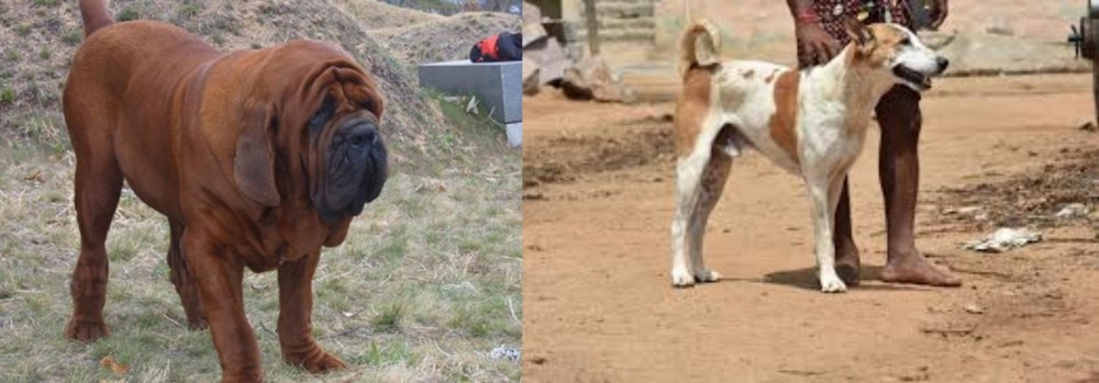 Pandikona vs Korean Mastiff - Breed Comparison