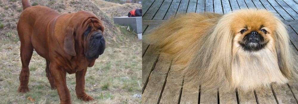 Pekingese vs Korean Mastiff - Breed Comparison