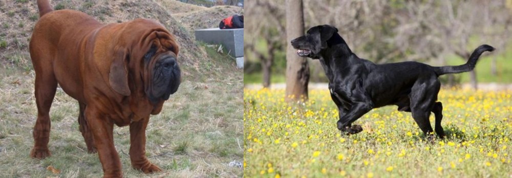 Perro de Pastor Mallorquin vs Korean Mastiff - Breed Comparison