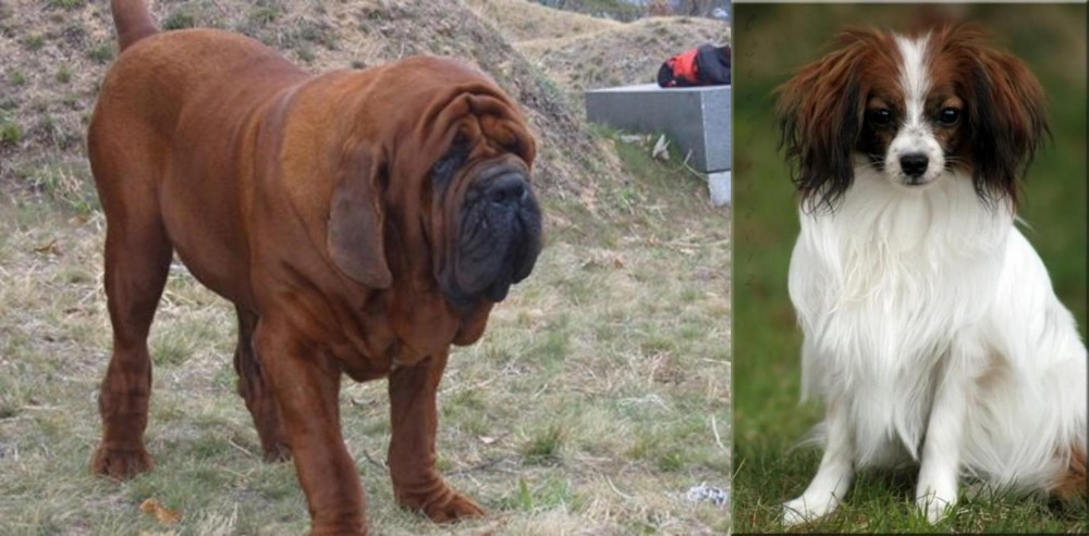 Phalene vs Korean Mastiff - Breed Comparison