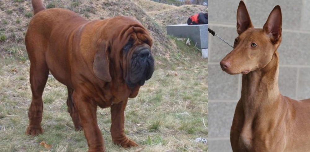 Pharaoh Hound vs Korean Mastiff - Breed Comparison