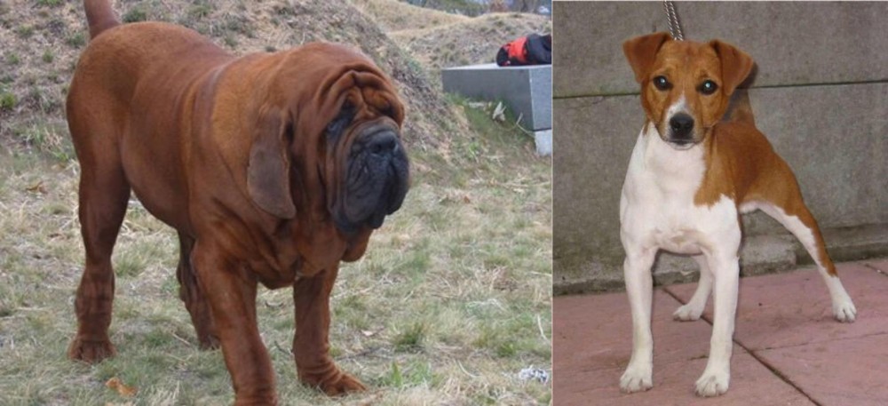Plummer Terrier vs Korean Mastiff - Breed Comparison