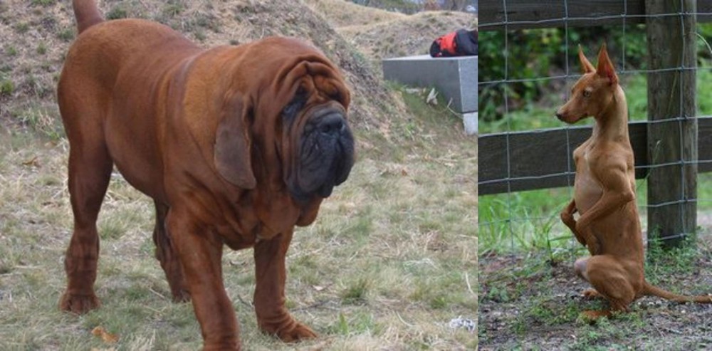 Podenco Andaluz vs Korean Mastiff - Breed Comparison