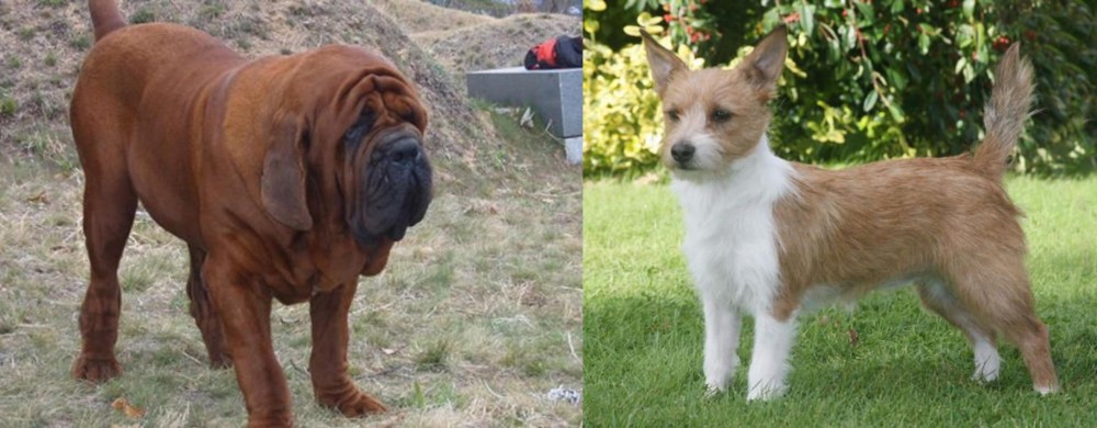 Portuguese Podengo vs Korean Mastiff - Breed Comparison