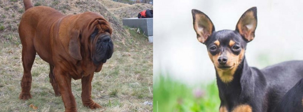 Prazsky Krysarik vs Korean Mastiff - Breed Comparison