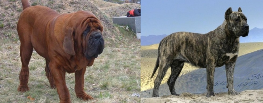Presa Canario vs Korean Mastiff - Breed Comparison