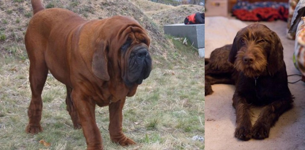 Pudelpointer vs Korean Mastiff - Breed Comparison