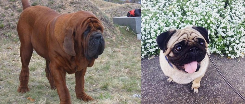 Pug vs Korean Mastiff - Breed Comparison