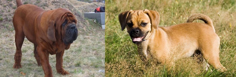 Puggle vs Korean Mastiff - Breed Comparison
