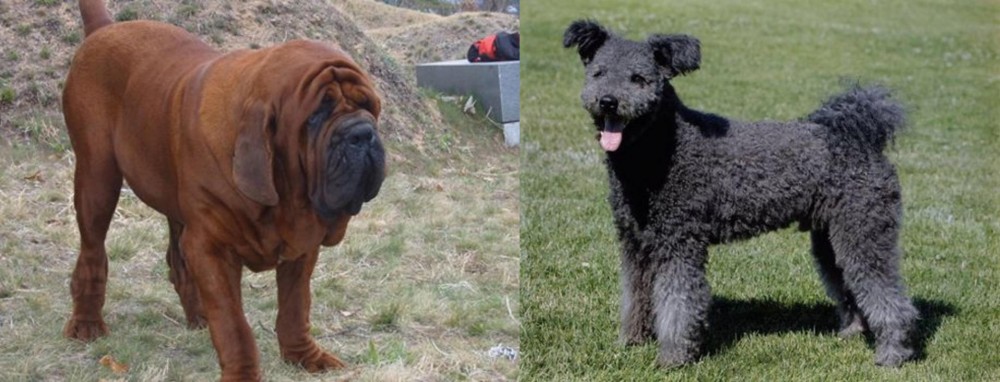 Pumi vs Korean Mastiff - Breed Comparison