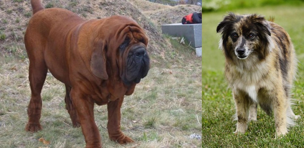 Pyrenean Shepherd vs Korean Mastiff - Breed Comparison