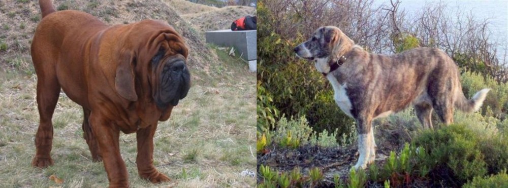 Rafeiro do Alentejo vs Korean Mastiff - Breed Comparison