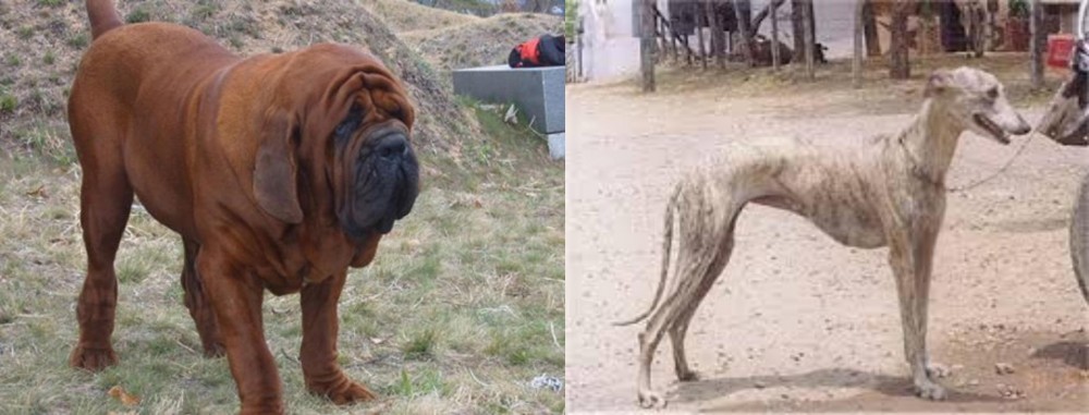 Rampur Greyhound vs Korean Mastiff - Breed Comparison