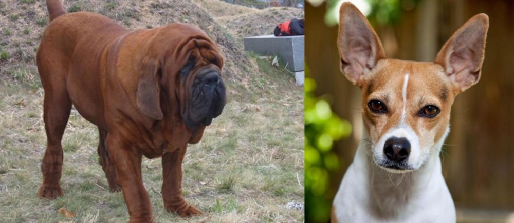 Rat Terrier vs Korean Mastiff - Breed Comparison